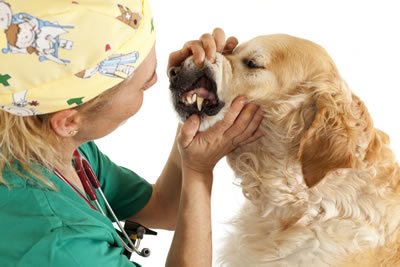 revisar dientes perro enfemedad dental peridontal